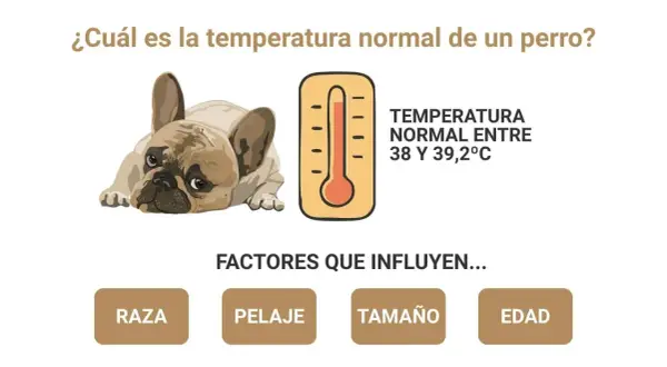 Un bulldog francés con aspecto cansado. Un termómetro indica que la temperatura normal de un perro es entre 38 y 39,2°C. Mi perro tiene 37 de temperatura.