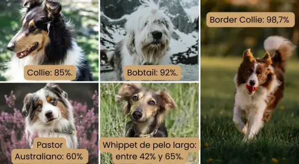 Perros Collie, Bobtail, Pastor Australiano, Whippet y Border Collie. El gen MDR1 es más común en Border Collies (98,7%).