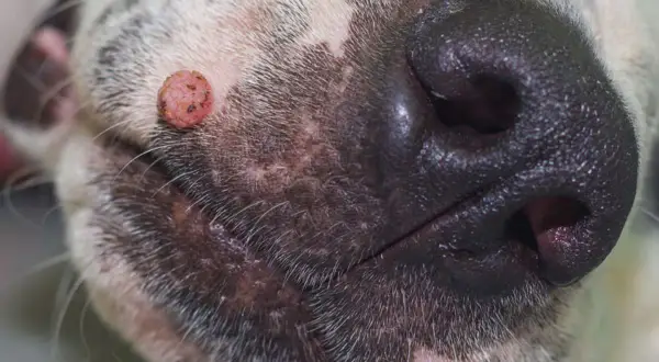 Primer plano del hocico de un perro, mostrando una verruga en la piel.