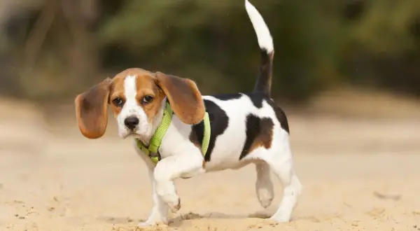 Un cachorro beagle con arnés verde camina sobre la arena. Parece que mi perro cojea de una pata delantera, pero sigue adelante con curiosidad.