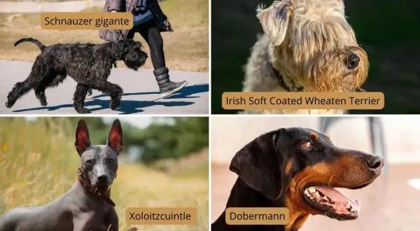 Schnauzer gigante, Irish Soft Coated Wheaten Terrier, Xoloitzcuintle y Dobermann. Algunas razas de perros hipoalergénicos grandes son ideales para familias.