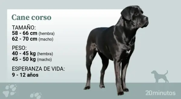 Un imponente cane corso adulto, negro y musculoso, posa con elegancia. La imagen detalla su tamaño, peso y esperanza de vida.