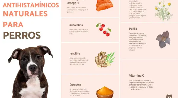 Mi perro tiene alergia, ¿qué le puedo dar? Elige entre ácidos grasos omega-3, quercetina, jengibre, cúrcuma, manzanilla, perilla o vitamina C.