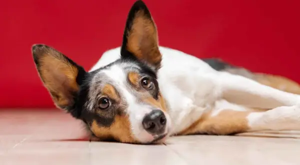 Perro con mirada triste, quizás sufriendo de pancreatitis en perros.