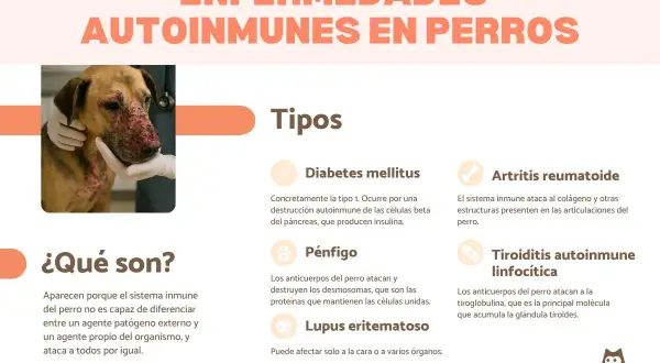 Un perro con lesiones faciales, indicativo de una enfermedad autoinmune en perros. La imagen detalla tipos como diabetes, pénfigo y artritis.