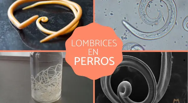 Imágenes de lombrices intestinales, pulmonares, en el corazón y oculares en perros.