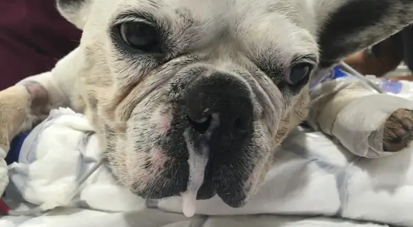 Mi perro tiene mocos. ¿Qué le puedo dar? Este bulldog francés blanco parece enfermo, con mucosidad saliendo de su nariz.