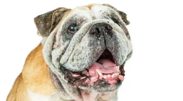 Un bulldog con ojos nublados, que podrían indicar que es uno de los perros ciegos, abre la boca mostrando su lengua rosada y dientes.