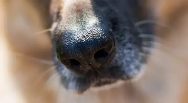 Primer plano de la nariz de un perro, con su pelaje gris y marrón. Parece que mi perro estornuda mucho, quizás por el polen.