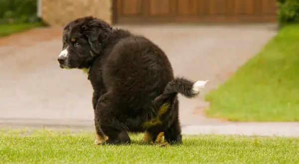 Un cachorro peludo hace caca amarilla en el césped.