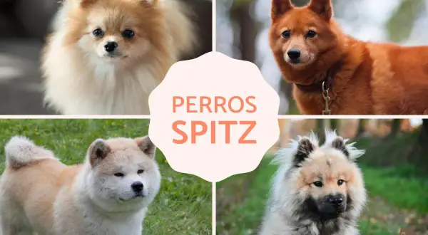 Cuatro perros de tipo spitz alemán: Pomerania, Spitz Finlandés, Akita Inu y Eurasier.
