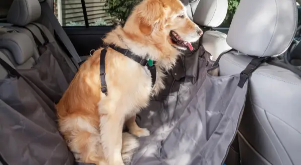 Golden retriever sentado en funda protectora para coche, listo para viajar sin mareos, como si tomara biodramina para perros.