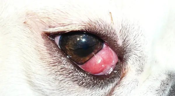 Ojo de cereza perro. Una protuberancia rosada y carnosa sobresale del ojo de un perro blanco, cubriendo parte de la pupila.