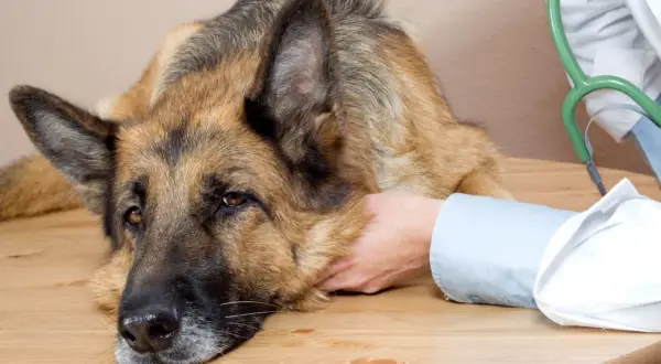 Un pastor alemán con síntomas de síndrome vestibular en perros, apoyado en una mesa, recibe consuelo de un veterinario.