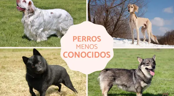 Cuatro perros raros: un Clumber Spaniel blanco, un Saluki esbelto, un Schipperke negro y un Vallhund Sueco.