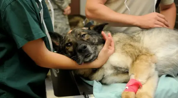 Veterinarios atienden a un perro con un ataque epiléptico. El canino yace en una camilla, con una pata vendada de rosa.