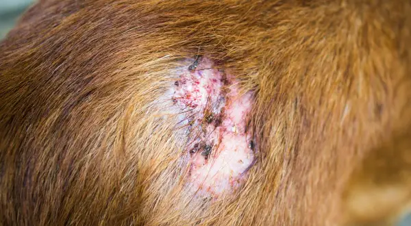 Lesión en la piel de un perro, posible comienzo de sarna. Se observa pérdida de pelo, enrojecimiento y costras.