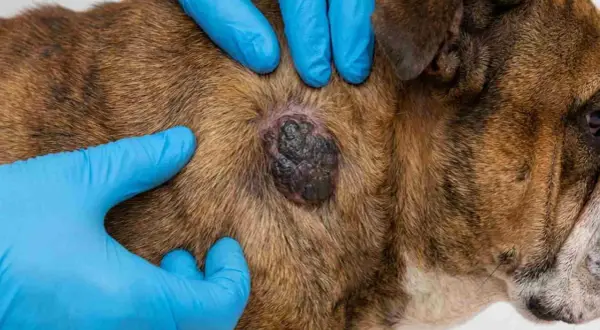 Manos enguantadas examinan un bulto oscuro en el pelaje de un perro, posible indicio de cáncer de piel en perros.
