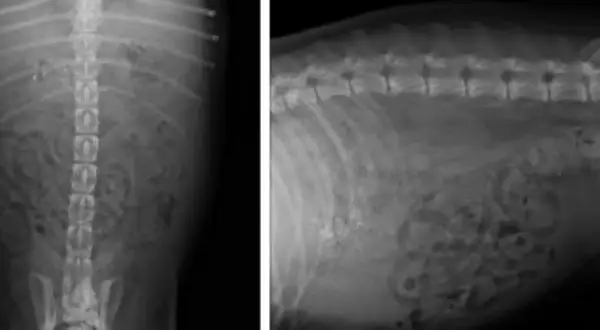 Radiografías de abdomen de perro mostrando signos de peritonitis, con líquido libre y posible inflamación intestinal.