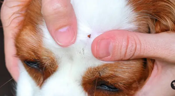 Dedo sujetando la cabeza de un perro para mostrar cómo quitar una garrapata.