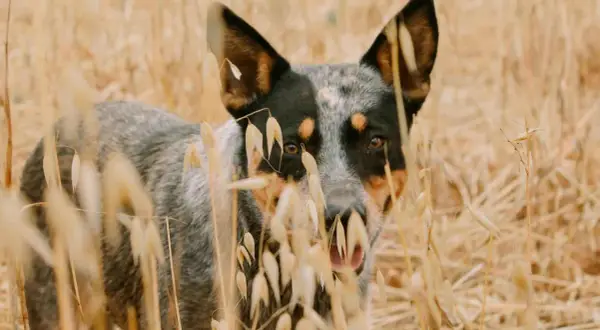 Un perro pastor australiano se asoma entre espigas doradas, con sus ojos curiosos y orejas atentas.