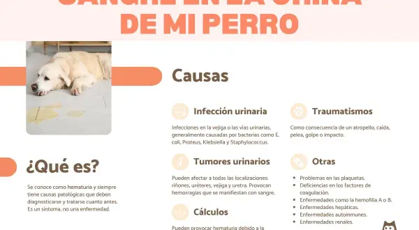 Perro con sangre en la orina. Causas: infección urinaria, tumores, cálculos, traumatismos. No hay tratamiento casero, consulta al veterinario.