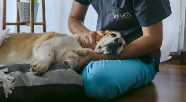 Veterinario acaricia a un perro en su cama. La pregunta sobre cuanto cuesta la eutanasia de un perro es difícil de responder sin más detalles.