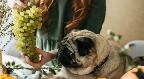 Un carlino mira con interés un racimo de uvas verdes que una persona sostiene. Mi perro comió uvas y no le pasó nada.