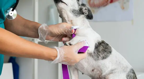 Veterinario aplica torniquete a perro. La imagen muestra la lucha contra enfermedades de perros mortales.
