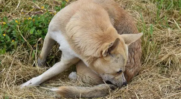 Perro se rasca la cola, quizás por cómo son las pulgas. Está en un campo seco con hierba y algunas flores amarillas.