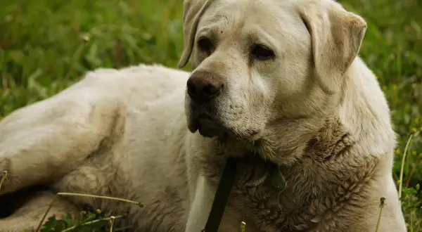Labrador recostado en la hierba. A mi perro le huele el aliento a pescado, seguro que ha estado jugando cerca del río.
