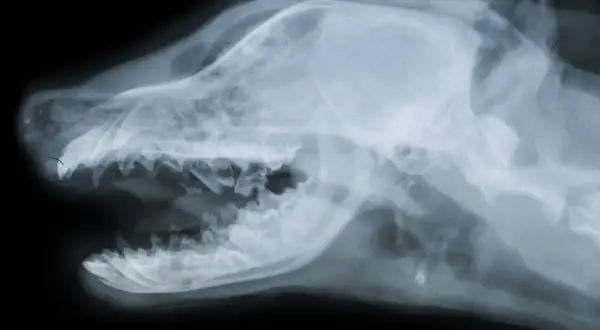 Radiografía lateral de la cabeza de un perro, mostrando el cráneo y los dientes. Podría ser útil para diagnosticar un ictus en perros.