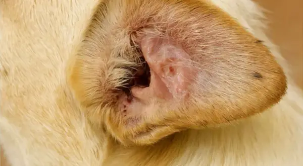 Otohematoma en la oreja de un perro, mostrando inflamación y enrojecimiento.