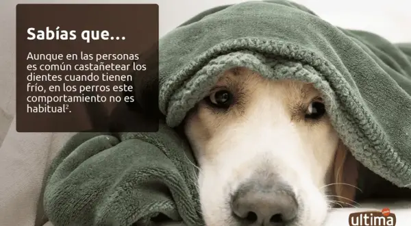 Un perro cubierto con una manta verde, con un texto que explica por qué tiemblan los perros y que no es habitual que castañeteen los dientes.