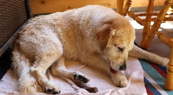Perro dorado descansando en una toalla, se lame mucho las patas.