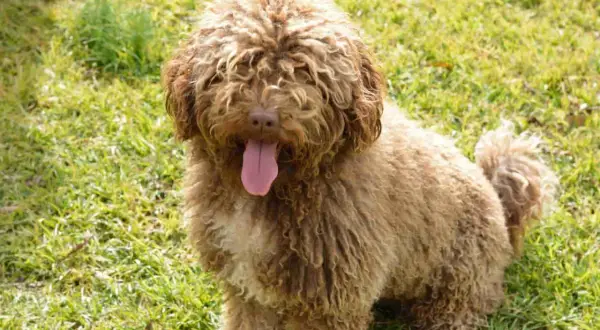 Un perro de agua español con pelaje rizado y marrón, con la lengua fuera, descansa sobre hierba verde.
