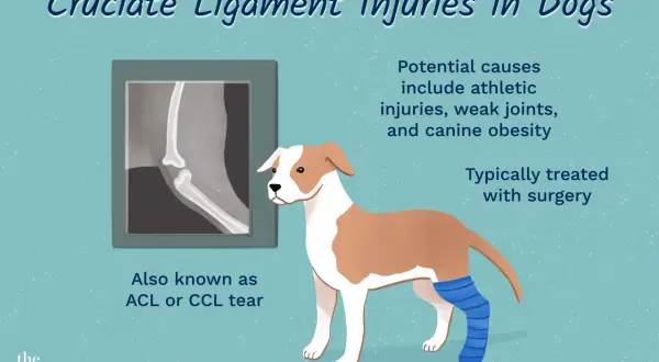 Ilustración de un perro con una pierna vendada, junto a una radiografía de rodilla. Se informa sobre el ligamento cruzado perro y su tratamiento.