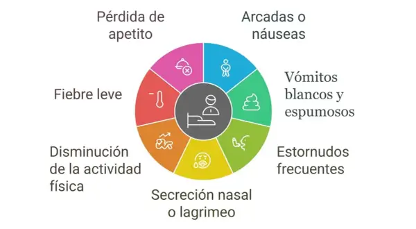 Síntomas de tos de las perreras: pérdida de apetito, fiebre leve, disminución de actividad, secreción nasal, estornudos, vómitos y arcadas.
