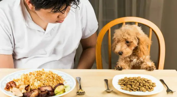Un niño mira a su perro, que está sentado en una silla. El perro parece triste, como si mi perro no quiere comer.