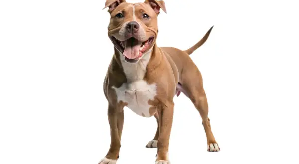 Un pitbull terrier marrón y blanco sonríe con la boca abierta, mostrando su lengua y dientes.