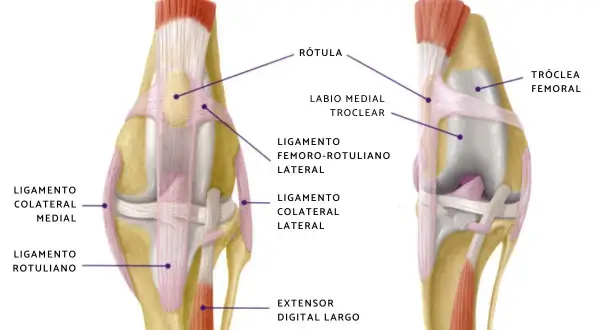 Anatomía comparada de la rodilla de un perro: rótula en posición normal vs. luxación medial de rótula, mostrando ligamentos y estructuras óseas.