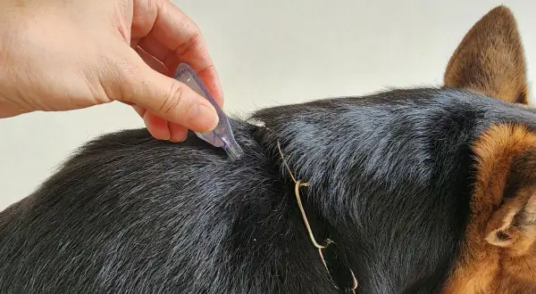 Mano aplica tratamiento antipulgas en la nuca de un perro.