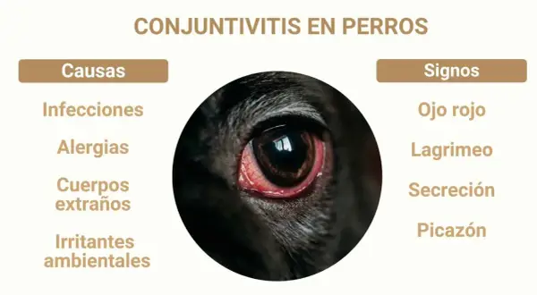 Ojo rojo e inflamado de un perro, indicando conjuntivitis. Causas: infecciones, alergias, cuerpos extraños, irritantes. Signos: lagrimeo, secreción, picazón.