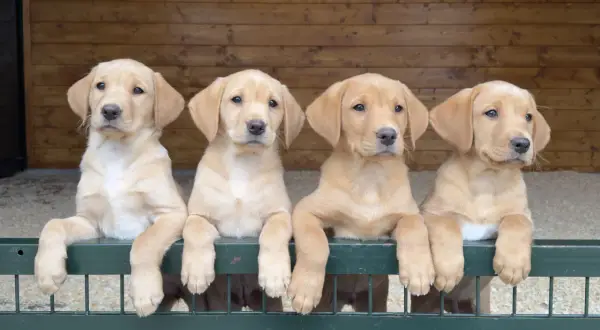 Cuatro adorables cachorros de labrador americano, con sus patitas apoyadas en una valla verde, esperan ansiosos.