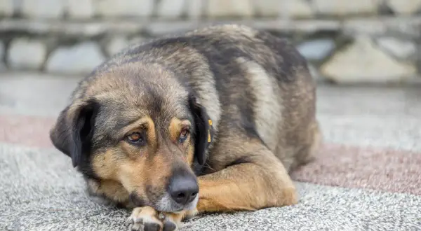 Perro con mirada triste, quizás pensando en cuando sacrificar a un perro con artrosis.