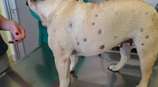 Perro con manchas oscuras en la piel, indicativo de foliculitis. Un veterinario examina al can.