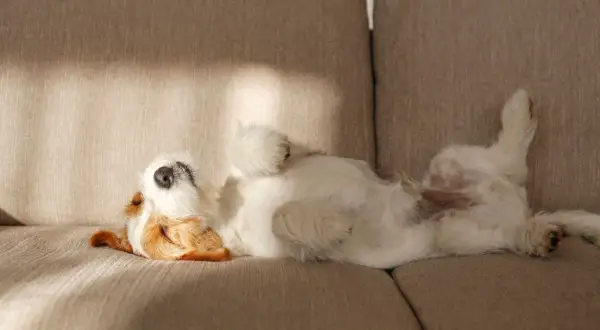 Un perro blanco y marrón duerme boca arriba en un sofá, como si fuera uno de esos perros que no sueltan pelo.