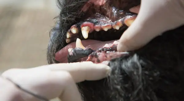 Gingivitis en perros: encías inflamadas y dientes con sarro. Un veterinario examina la boca de un canino.