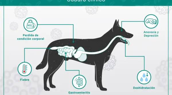 Síntomas del parvovirus en perros: fiebre, pérdida de peso, gastroenteritis con vómitos y diarrea, anorexia, depresión y deshidratación.