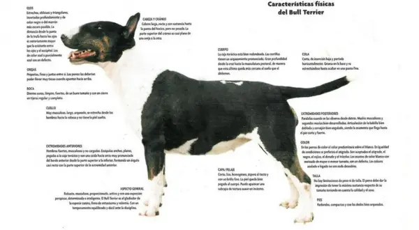 Un bull terrier blanco y negro, con su característica cabeza de huevo, posa con atención.